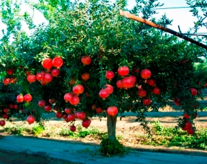pomegranate-tree